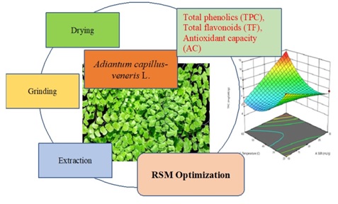 Green Extraction of Antioxidant Compounds from Adiantum capillus-veneris L. and Optimization According to Response Surface Methodology
