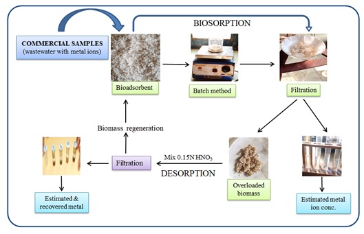 Microwave assisted preparation and applications of bioadsorbents for removal of metal ions from commercial samples 