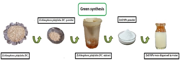 Green Synthesis and Characterization of ZnO Nanoparticles from Echinophora Platyloba DC. Extract and HSA Interaction Study 