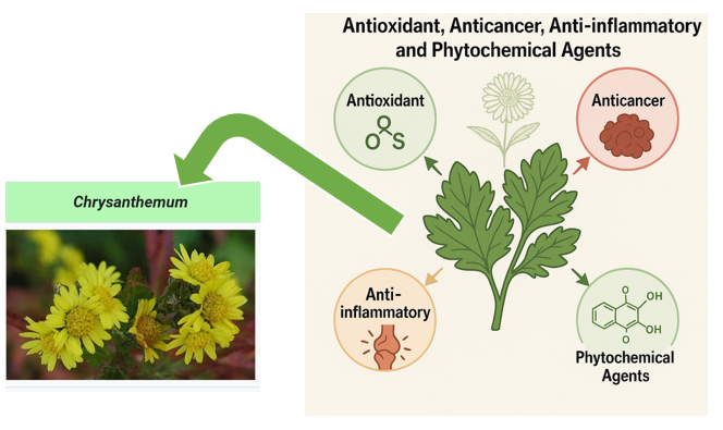 Utilization of <em>Chrysanthemum</em> Leaf and Stem Extracts as Antioxidants, Anticancer, Anti-inflammatory, and Phytochemical Agents 
