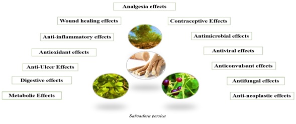 Therapeutic Applications of Salvadora Persica Plant in Medical Sciences: A Review Article 