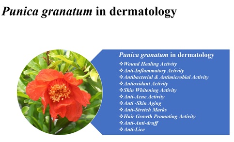 Dermatology Benefits of Punica Granatum: A Review of the Potential Benefits of Punica Granatum in Skin Disorders 