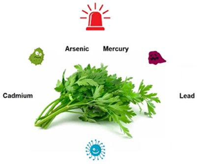 Evaluation of Microbial Contamination and Toxic Metals Content of Parsley (Petroselinum Crispum) Obtained in Kuh Boneh Region (Lahijan City, North of Iran) 