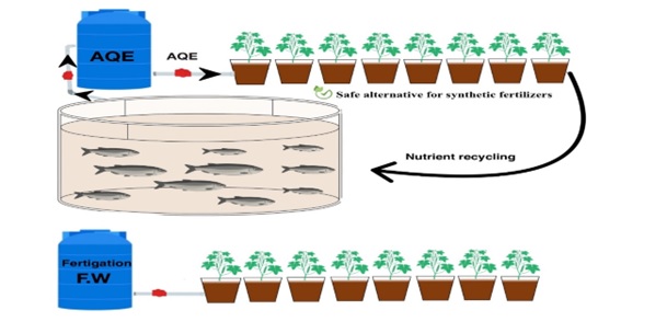 Aquaculture Effluent as a Green Alternative to Fertilizers: A Study on Nutrient Recycling and Heavy Metal Dynamics in Soil-Plant Systems 