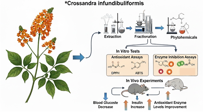 Green Chemistry-Based Extraction, Phytochemical Profiling, Bioactivity-Guided Fractionation, and Hypoglycemic and Antioxidant Potential of <em>Crossandra infundibuliformis</em> 