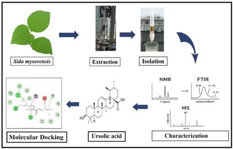 Bioactive Potential of Ursolic Acid Isolated from <em>Sida Mysorensis</em>: Structure Characterization and Targeted <em>In-Silico</em> Analysis for Alzheimer&rsquo;s Disease 