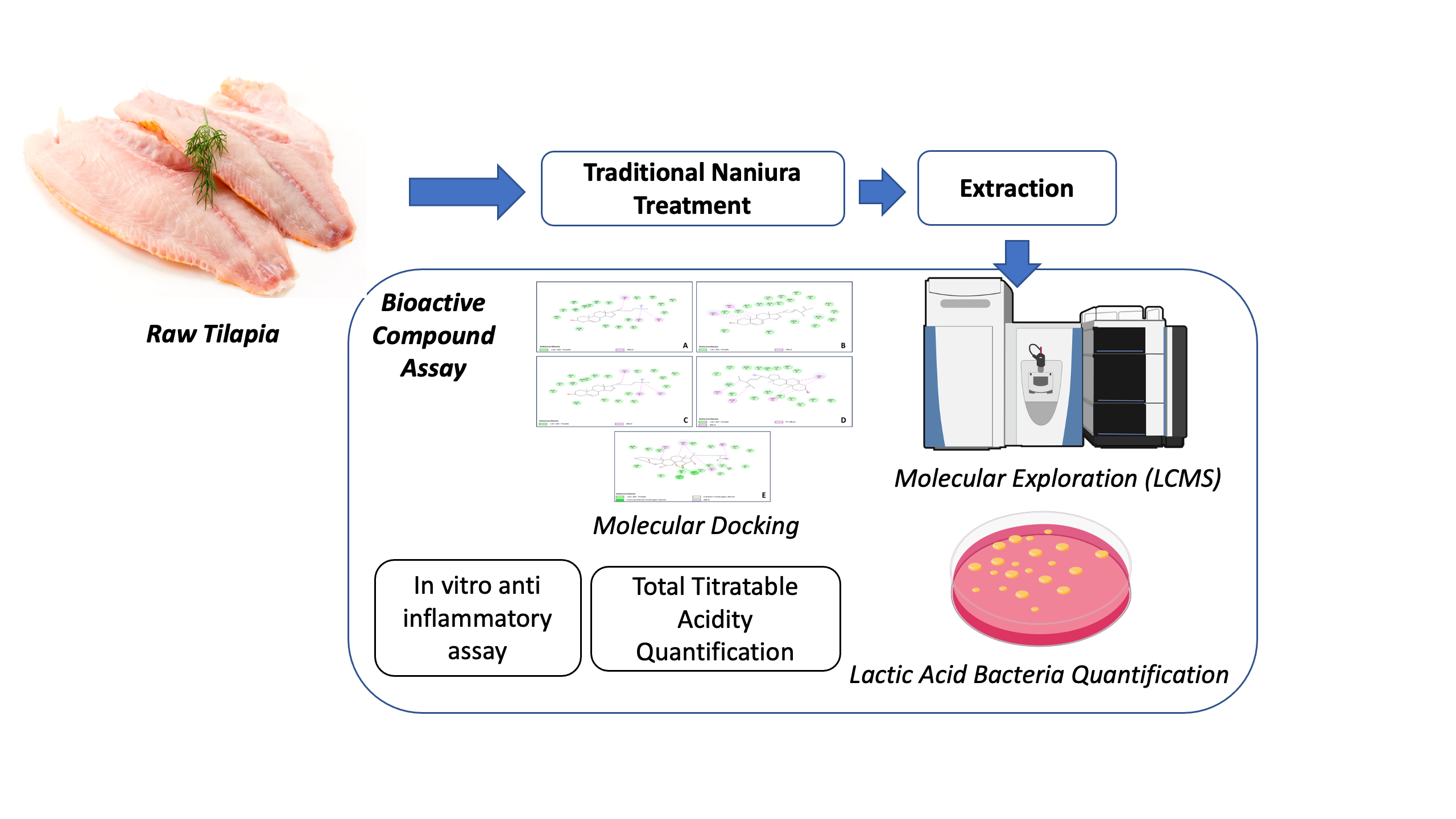 A Potential Probiotic from Fermented Tilapia Fish <em>Naniura</em> as a Natural Anti-Inflammatory: <em>In Vitro</em> and <em>In Silico</em> 
