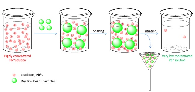 Fava Beans (Vicia Faba L.) Phytosorption of Pb2+ Ions from its Aqueous Solutions 